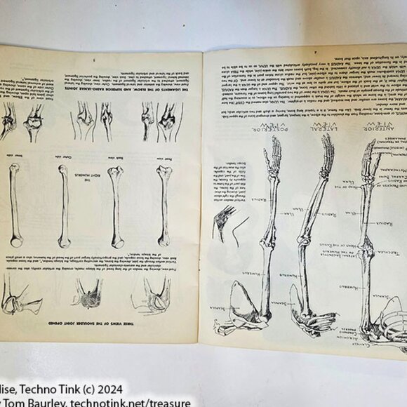 Anatomy by Walter T Foster: Anatomy for Teachers and Students - Picture 4 of 10